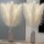 47In 10 Stems Natural Pampas Grass Tall Decor – Dried White Fluffy Pompas Grass Boho Decor – Long Stem Pampas Grass for Floor Vase Wedding Flowers Home Table Decor Room Decor（White）